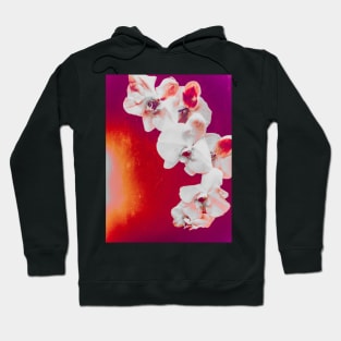 Vivid Orchid Hoodie